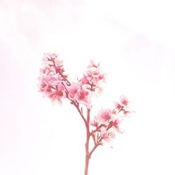 Low angle view of pink cherry blossom against white background