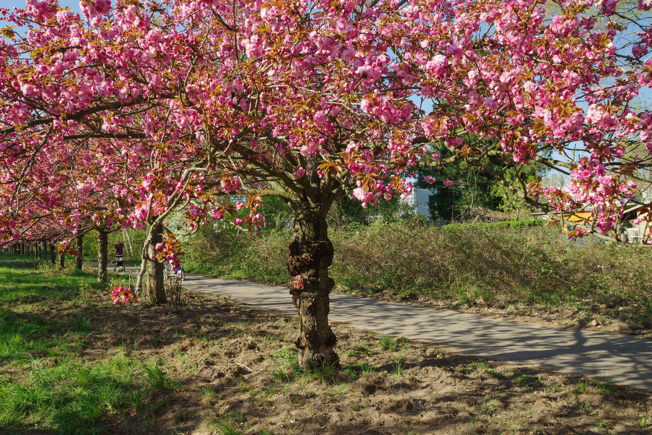 CHERRY BLOSSOMS IN PARK