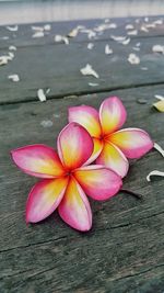 High angle view of pink flowers on wood