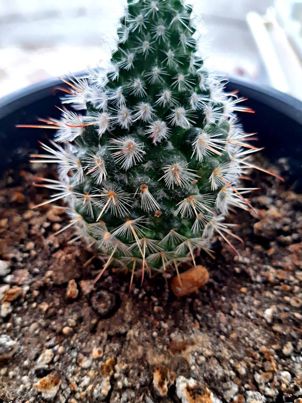 CLOSE-UP OF CACTUS PLANT ON FIELD