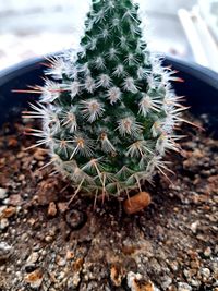 Close-up of cactus plant growing on field