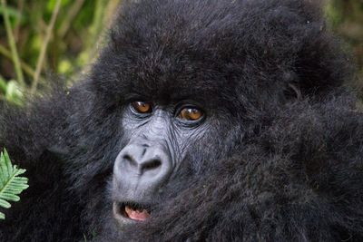 Close-up portrait of a black