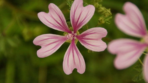 Close-up of pink flowering plant