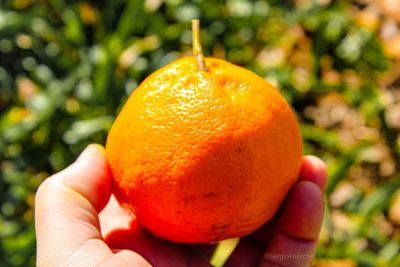 Close-up of hand holding orange