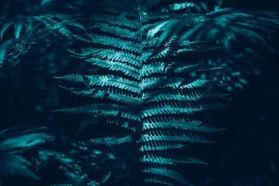 Beautiful green dark fern leaves in forest.  beauty in nature.