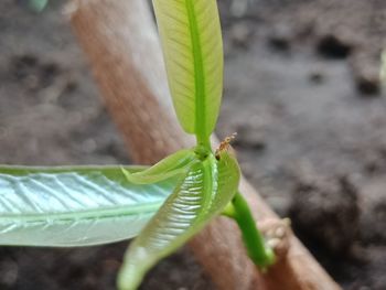 Close-up of insect on leaf