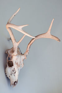 Close-up of animal skull against white background