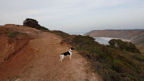 Dog on a land