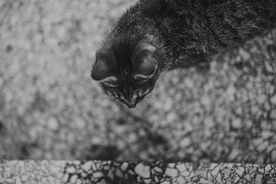 Cat standing on footpath