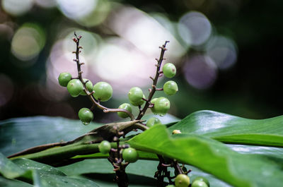 Close-up of berries growing on plant