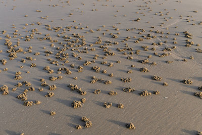 High angle view of flock of birds on beach
