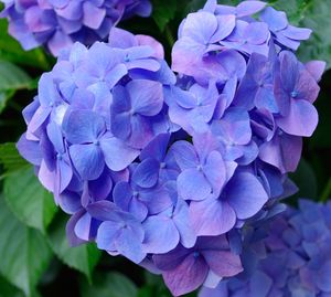 Close-up of purple hydrangea flowers