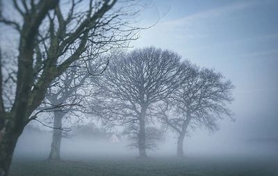 Close-up of bare tree against sky