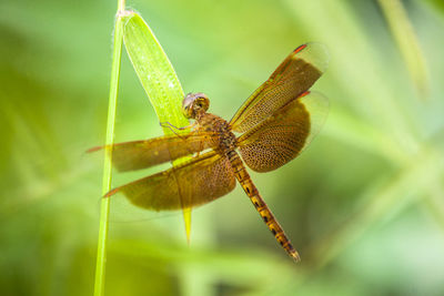 Close-up of dragonfly on plant