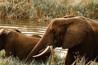 Elephants on field by water