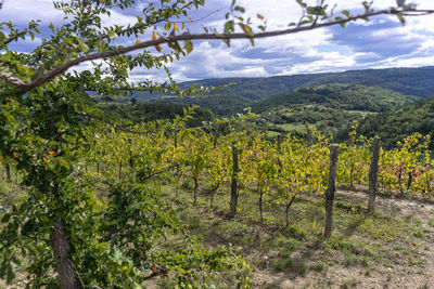 Scenic view of vineyard against sky