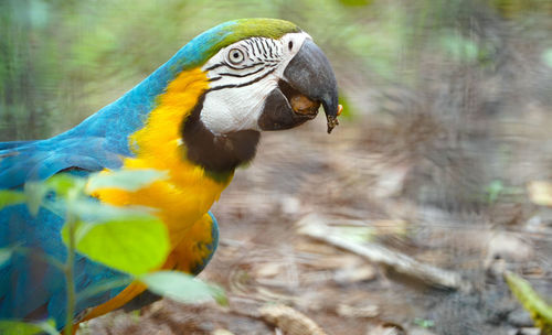 Closeup blue green and gold macaw bird, portrait colorful macaw parrot, ara ararauna 