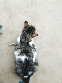 High angle view of cat sitting outdoors