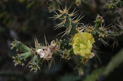 Close-up of cactus plant