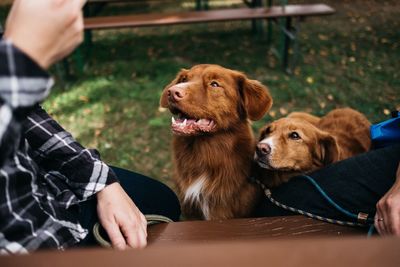 Rear view of man with dog outdoors