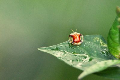 Close-up of insect on leaf