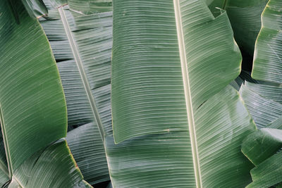 Full frame shot of palm tree leaves