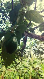 Low angle view of fruits hanging on tree