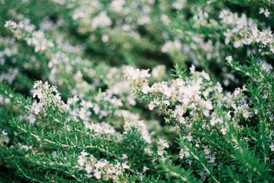 Close-up of plants growing on field