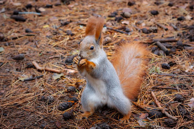 Close-up of squirrel