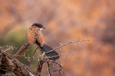 Bird perching on a tree