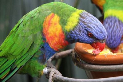 Close-up of parrot eating