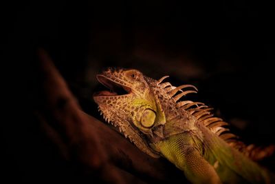 Close-up of a lizard