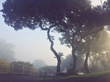 Trees against sky