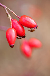 Close-up of red berries growing on tree