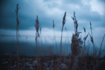 Close-up of plants against sky