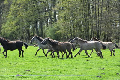 Horses running on grassy field in forest