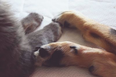 Close-up of dog sleeping