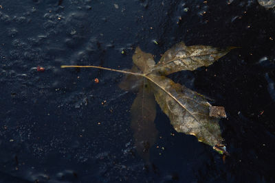High angle view of dry leaf in sea