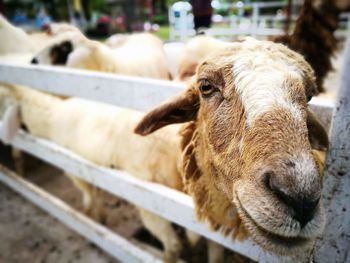 Close-up of goat in pen