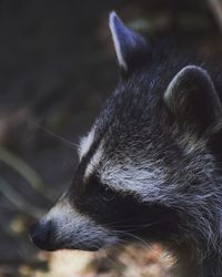 Close-up of a dog looking away