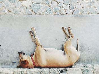 Close-up of cat lying on wall