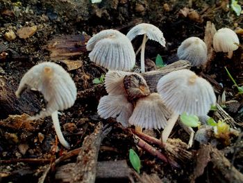 Close-up of mushroom on field