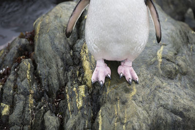 Close-up of birds on rock