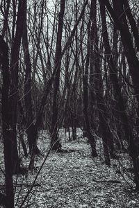 Bare trees in forest