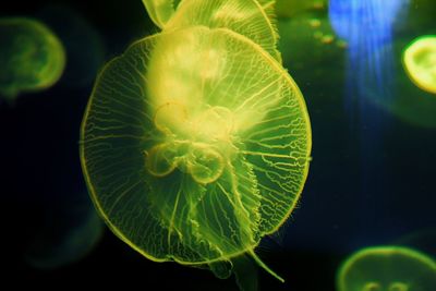 Close-up of jellyfish swimming in aquarium