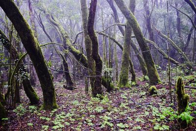 View of trees in forest