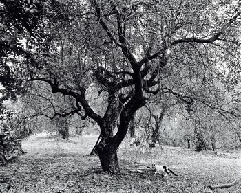 Bare tree on landscape