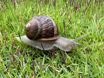 snail