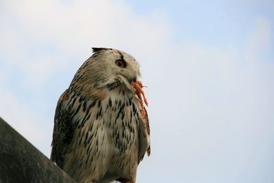 Low angle view of eagle perching against sky