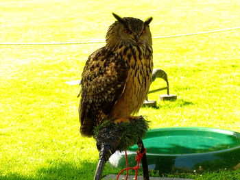 Close-up of owl perching on plant